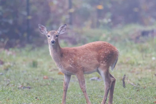 Fauve Queue Blanche Odocoileus Virginianus Tête Baissée Dans Pâturage Par — Photo