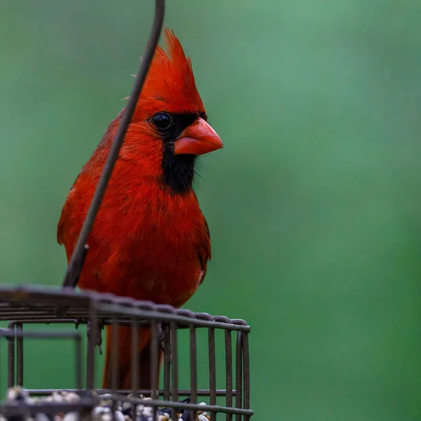 Aproape Cardinal Nordic Cardinalis Cardinalis Cocoțat Alimentator Timpul Primăverii Focalizare — Fotografie, imagine de stoc