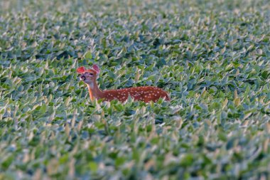 Yaz boyunca bir soya fasulyesinde (Glycine max) hapşıran beyaz kuyruklu geyik. Seçici odak, arkaplan bulanıklığı ve ön plan bulanıklığı.
