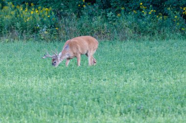 Beyaz kuyruklu Buck (Odocoileus virginianus) yaz sonu boyunca kadife boynuzlarla deri değiştirme sürecindedir. Seçici odak, arkaplan ve ön plan bulanıklığı