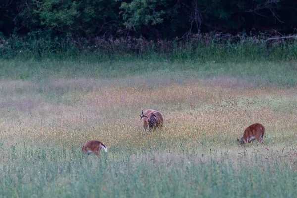 레우스 기니아 Odocoileus Virginianus 여름에 밭에서 마리와 먹이를 벨벳용 사슴뿔을 — 스톡 사진