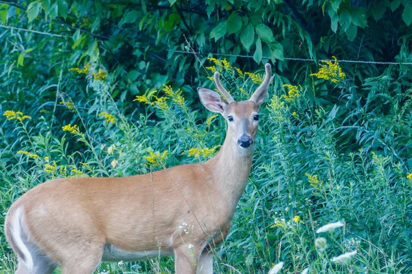 Young White Tailed Buck Odocoileus Virginianus Velvet Antlers Late Summer — Photo