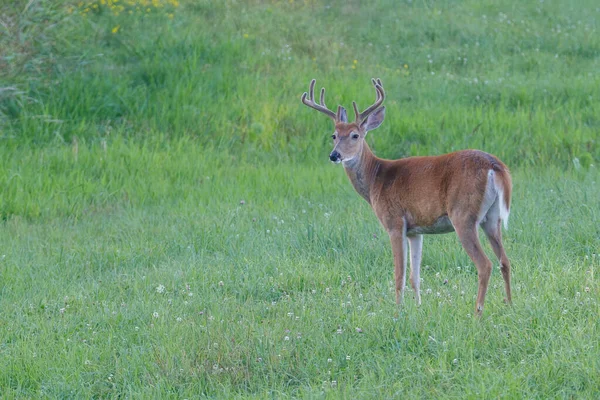 Beyaz kuyruklu Buck (Odocoileus virginianus) yaz sonu boyunca kadife boynuzlarla deri değiştirme sürecindedir. Seçici odak, arkaplan ve ön plan bulanıklığı
