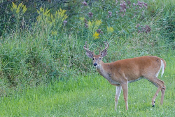 Белохвостый Бак Odocoileus Virginianus Процессе Линьки Бархатными Рогами Конце Лета — стоковое фото