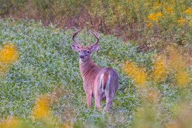 Beyaz kuyruklu Buck (Odocoileus virginianus) yaz sonlarında kadife boynuzlarla bir soya fasulyesinde (maksimum Glicine Max) beslenme sürecindedir. Seçici odak, arkaplan ve ön plan bulanıklığı.