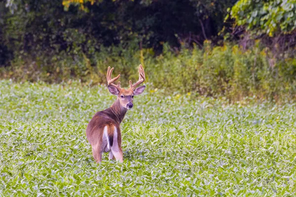 Buck Cauda Branca Odocoileus Virginianus Processo Muda Alimentação Campo Soja — Fotografia de Stock