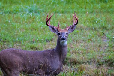 Beyaz kuyruklu Buck (Odocoileus virginianus) ve taze dökülmüş kadifeden kan lekeli boynuzları. Seçici odak, arkaplan ve ön plan bulanıklığı.