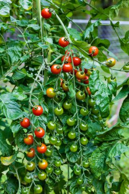 Tatlı 100 domates tarlası meyve taşıyan uzun saplar üretiyor ve büyüme mevsimi boyunca kiraz domatesleri tutuyor. Seçici odak, arkaplan ve ön plan bulanıklığı.
