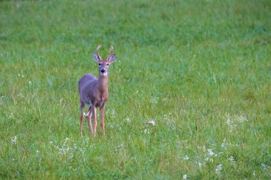 Genç beyaz kuyruklu Buck (Odocoileus virginianus) yaz sonu bir çim tarlasında. Seçici odak, arkaplan bulanıklığı ve ön plan bulanıklığı. 