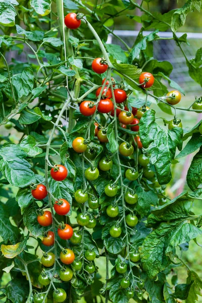 Tatlı 100 domates tarlası meyve taşıyan uzun saplar üretiyor ve büyüme mevsimi boyunca kiraz domatesleri tutuyor. Seçici odak, arkaplan ve ön plan bulanıklığı.