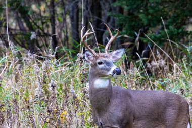 Wisconsin 'de sonbahar boyunca ormanda duran (Odocoileus virginianus) bir Whitetail geyiğine yakın durun..