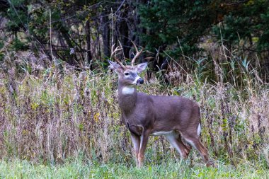 Beyaz kuyruklu geyik (Odocoileus virginianus) Wisconsin 'de sonbahar boyunca ormanda durur..