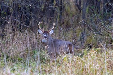 Beyaz kuyruklu geyik (odocoileus virginianus) Wisconsin 'de monotonluk sırasında şişmiş bir boyunla bir ormanda duruyor.
