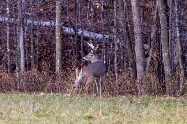 Beyaz kuyruklu geyik (odocoileus virginianus) Wisconsin 'de sonbahar monotonluğu sırasında saman tarlasının kenarında dikilirken bakıyor