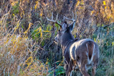 Beyaz kuyruklu geyik (odocoileus virginianus), Wisconsin 'de sonbahar monotonluğu sırasında uzun otların arasında dikilip gözlerini kaçırır.