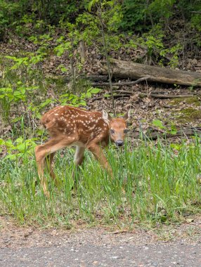 Beyaz benekli yeni doğmuş beyaz kuyruklu geyik yavrusu orman kenarındaki uzun yeşil çimlerde kameraya bakıyor. İlkbaharda vahşi yaşamı ve doğada yeni yaşamı yakalar..