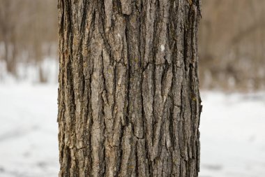 Kışın bir Bur Oak (Quercus makrocarpa) ağacının yakın çekimi.