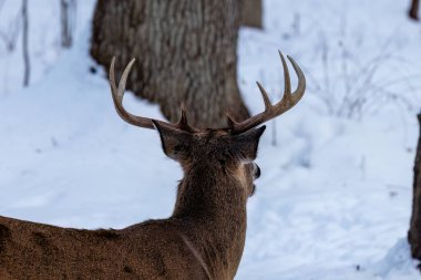 Beyaz kuyruklu geyiğin (Odocoileus virginianus) kar kaplı bir ormanda dikilip, kış boyunca Wisconsin 'de parlak güneş ışığıyla kameradan uzağa bakar..