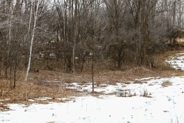 Wisconsin ormanlık alanı kışın iklim değişikliğinden dolayı seyrek kar örtüsüyle kaplanır. Çıplak toprak parçaları hafif karlar arasında kahverengi sonbahar yapraklarını ortaya çıkararak, ısınan çevre eğilimlerini vurguluyor.