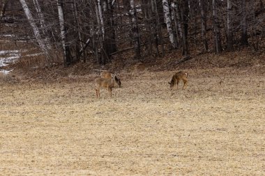 Beyaz kuyruklu geyikler kış boyunca Wisconsin 'deki bir tarlada ağaçların yanında beslenir. İklim değişikliğinden dolayı seyrek kar örtüsü, Orta Batı manzarasında tarım tortusu ve çimlerin kolayca aranmasına olanak sağlıyor..