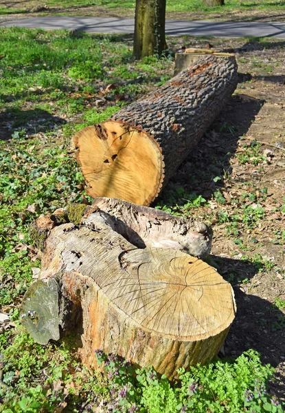 Tagliare tronco d'albero nel bosco — Foto Stock