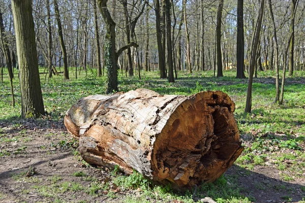 Großer Baumstamm im Wald — Stockfoto