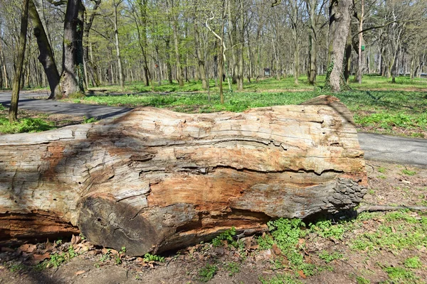 Vieux tronc d'arbre dans les bois — Photo