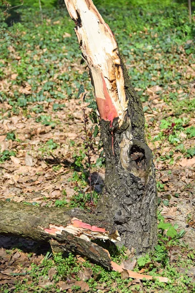 Tronco d'albero rotto nel bosco — Foto Stock
