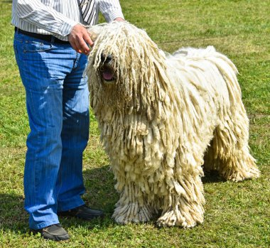 Komondor köpekli adam