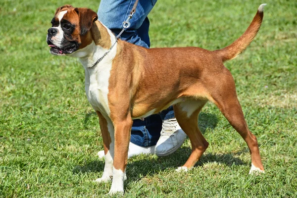 Nice boxer dog — Stock Photo, Image