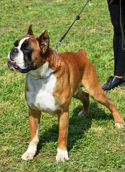 Ung bokser hund - Stock-foto