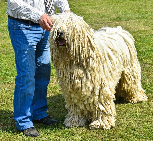 Man with a komondor dog — Stock Photo, Image