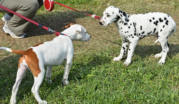 Cachorros haciendo amigos —  Fotos de Stock