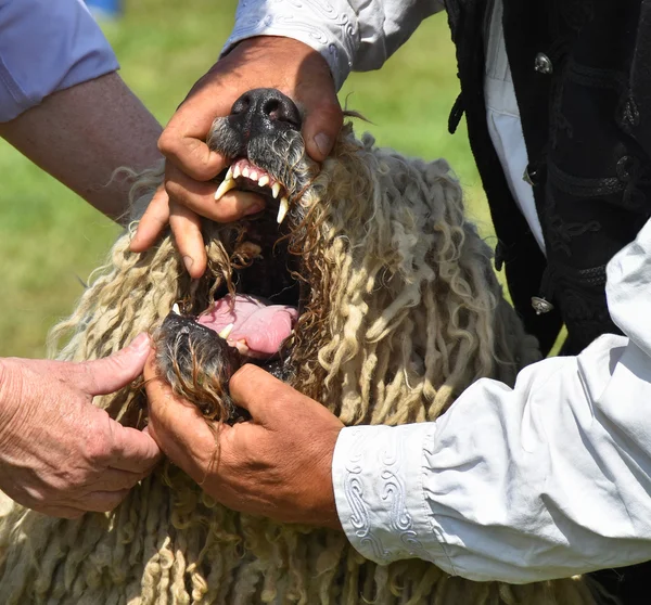 Tooth examination of a komondor dog — Stock Photo, Image