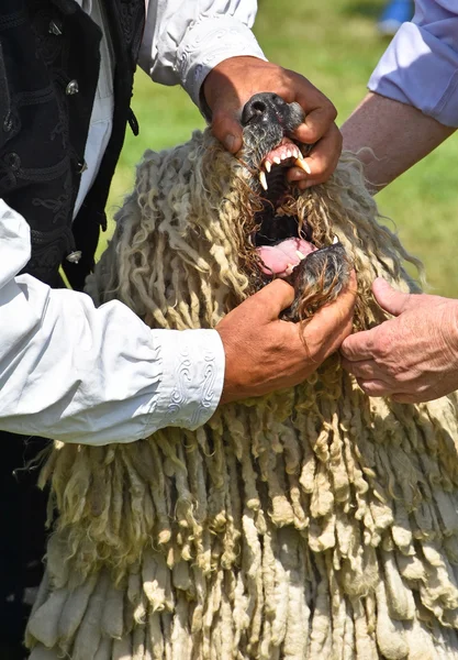 Tooth examination of a komondor dog — Stock Photo, Image