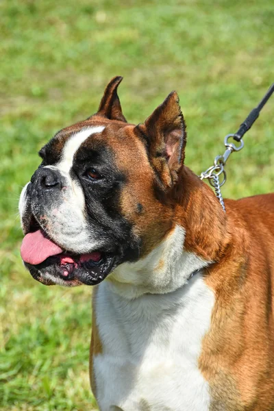 Boxer dog portrait Stock Image