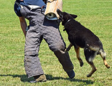Polis köpeği eğitim