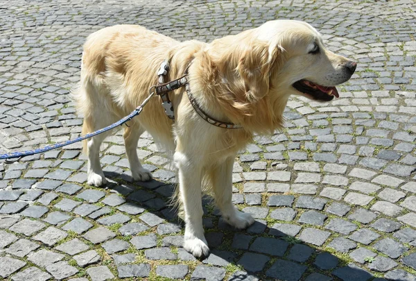 Zlatý retrívr pes na ulici — Stock fotografie