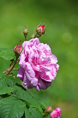 Bahçede pembe güller