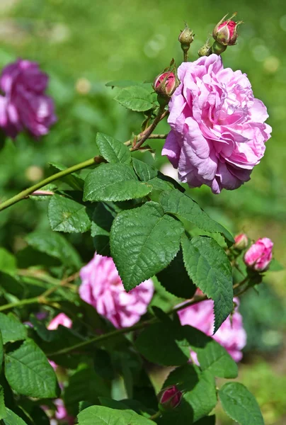 Rose rosa in giardino — Foto Stock