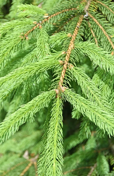 Pine tree twigs Stock Image