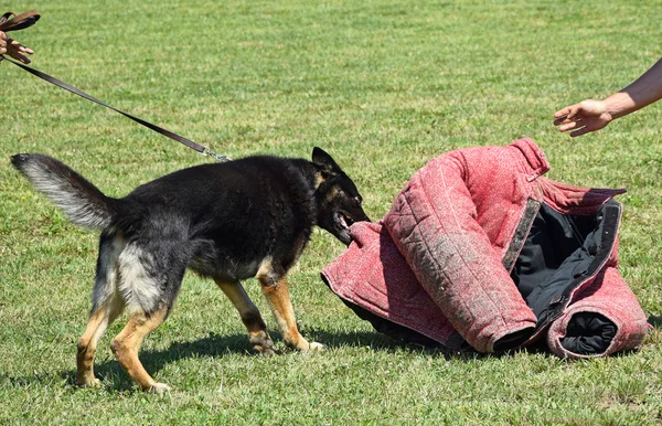 German shepherd dog in action — Stock Photo, Image