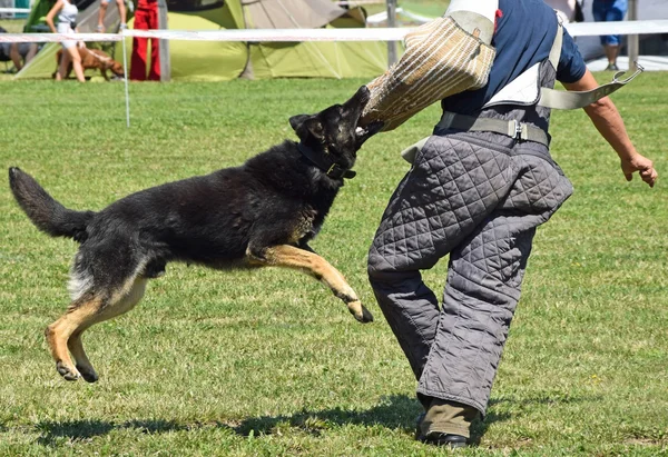 Perro pastor alemán en formación —  Fotos de Stock