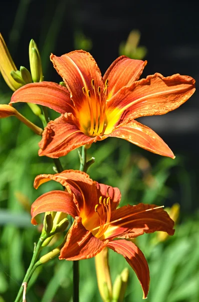 Lily blomma i vår tid — Stockfoto