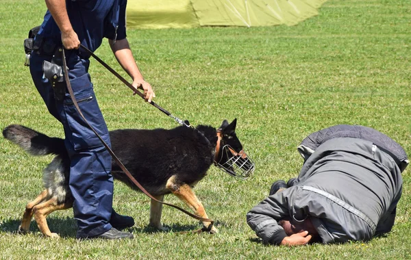 Policía hombre y su perro — Foto de Stock