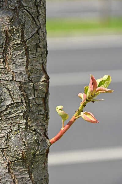 Новый рост на дереве
