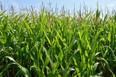 Yaz aylarında mısır tarlası