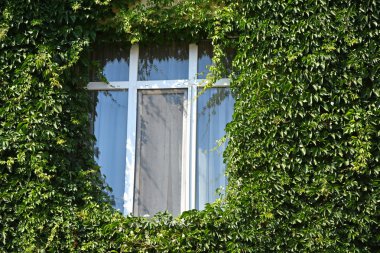 Duvardaki Climbint bitkiler