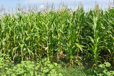 Mısır tarlasında yaz saati