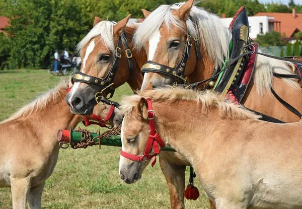Famiglia di cavalli in estate — Foto Stock